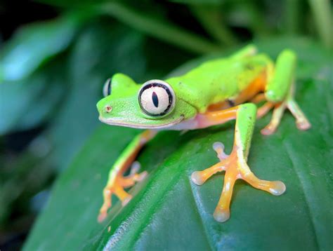 Frog Facts Species And Habitat Of The Amphibians Of Order Anura