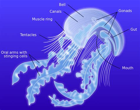 10 Fascinating Facts About Jellyfish