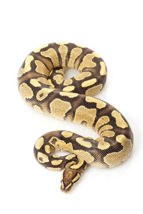 Fire Ball Python Morphs 8 Stunning Photos Information