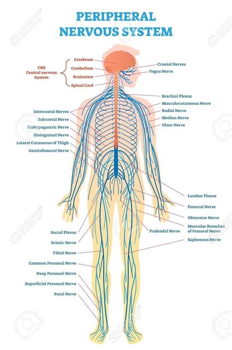 The central nervous system (cns) is that portion of the vertebrate nervous system that is composed of the brain and spinal cord. Labeled Picture Of The Nervous System Peripheral Nervous ...