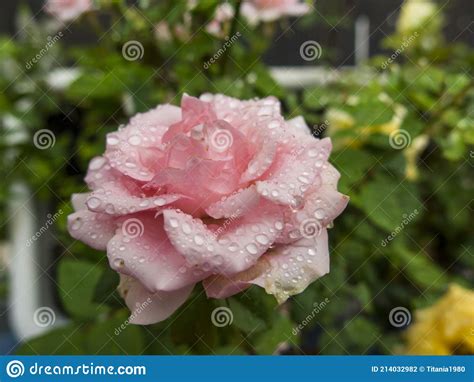 Pink Rose With Rain Droplets Stock Photo Image Of Rain Closeup