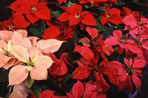 7 Gardening Tips For Years End Watters Garden Center