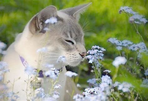 Cat allergy can trigger asthma, resulting in coughing and wheezing. Pin by Debbie Celso Pochy on Quaint Blue Cottage in 2020 ...