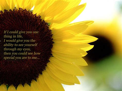 Quotes About Love And Sunflowers Quotesgram