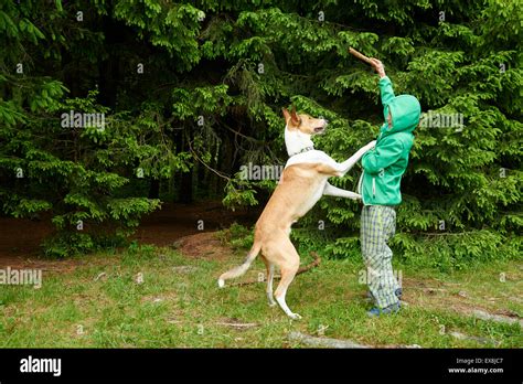 Throwing Stick Hi Res Stock Photography And Images Alamy