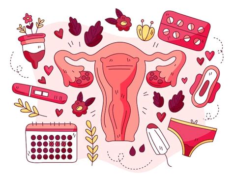 Ilustración Del Sistema Reproductivo Femenino Vector Premium