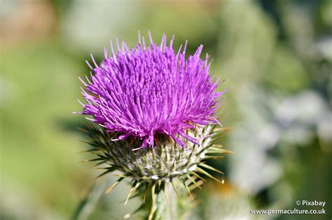 Thistles A Highly Nutritious And Medicinal Weed Permaculture