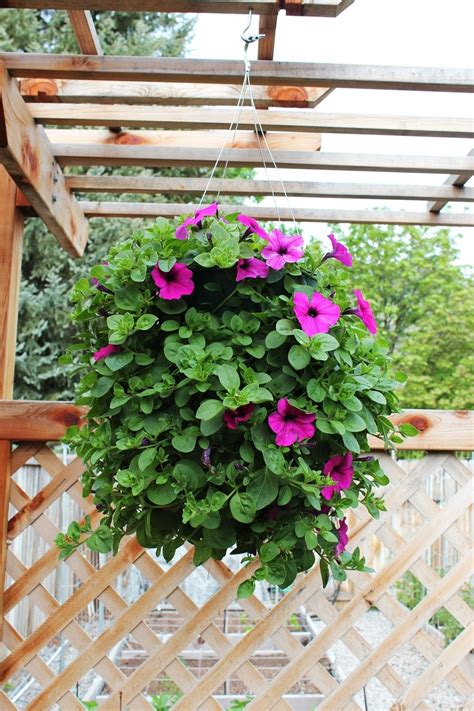 How To Plant A Professional Looking Hanging Flower Basket