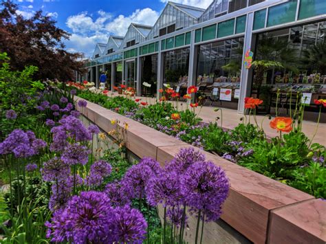 Save up to 40% with citypass®. Alliums in bloom at Denver Botanic Gardens Denver Colorado ...