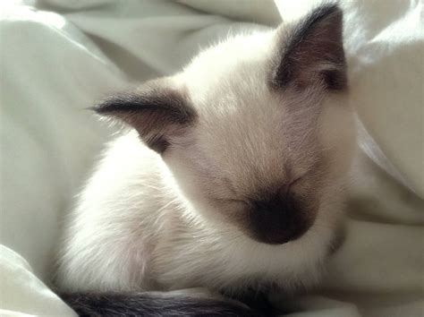Tiny Kitten Falling Asleep Sitting Up Raww