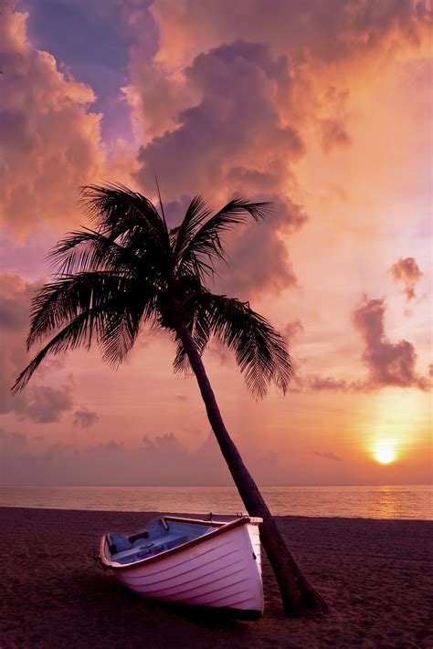 Palm Tree Ocean Beach Sand Water Waves Sunset Hd 4k Iphone Wallpaper