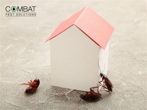 Pest Control Solution in Berkshire, Oxfordshire and Hampshire
