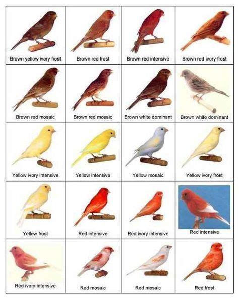 Types Of Canary Birds Color Bred Canaries Canary Birds Bird Breeds