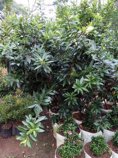 Bahkan jika kita melihat dari spesies bunga anggrek saja, indonesia memiliki 4.000 spesies anggrek dengan puluhan ribu varietas yang ada di dalamnya. TAMAN INDAH PESONA: Jenis-Jenis Tanaman