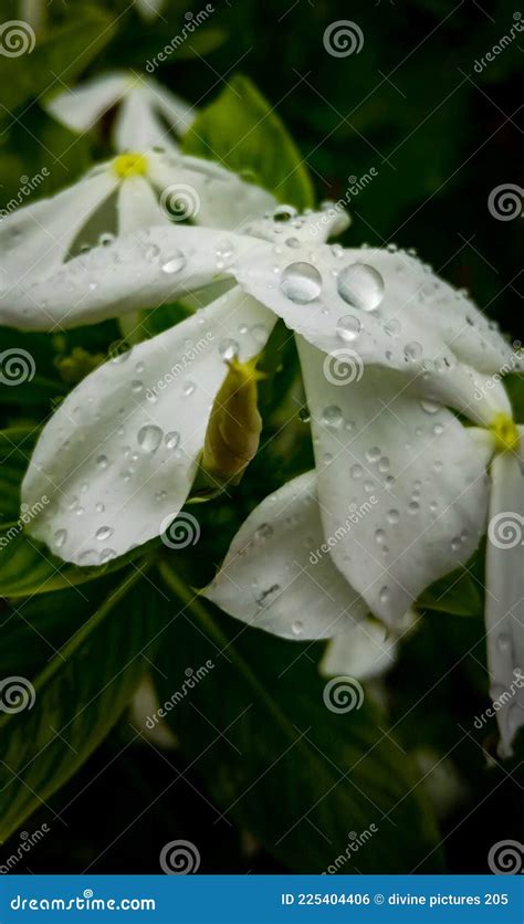 White Flower With Water Droplets Stock Photo Image Of Flowering