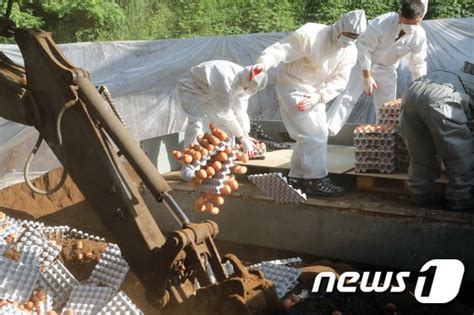 살충제 계란 친환경 인증 3곳 등 전남 7개 농장서 검출 뉴스1