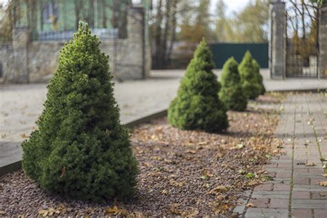 Columnar Evergreen Trees For Small Gardens Fasci Garden
