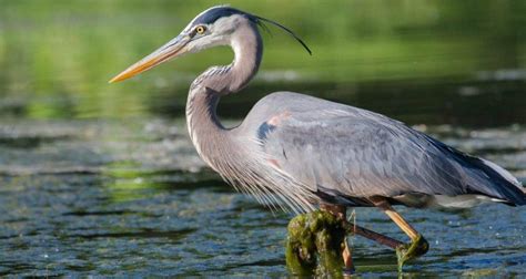 Exploring The Fascinating Herons Of Virginia Save The Eagles