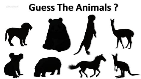 Guess The Animal By Shadow Guess The Animal Quiz Youtube