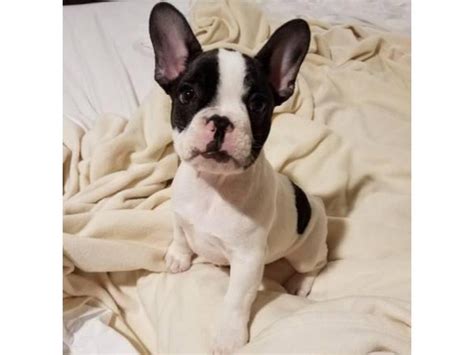 Rehoming My Cute French Bulldog Puppy Puppies For Sale Near Me