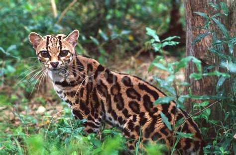 Ocelots that are found in arizona basically cross over from mexico. "Native to Mexico into South America (Wild Cat Rescue ...
