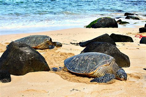 Laniakea Plaja Mai Bine Cunoscut Sub Numele De Turtle Beach De Pe