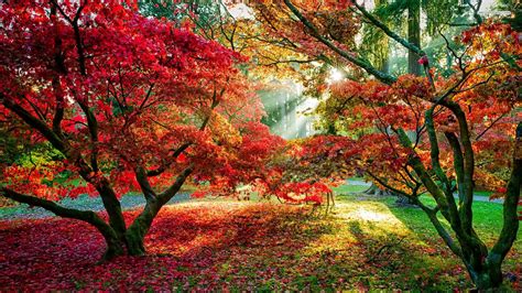 Wallpaper Trees Forest Fall Branch Sun Rays Path Red Leaves