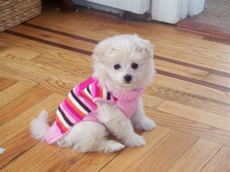 A Small White Dog Wearing A Pink And Black Striped Sweater Sitting On