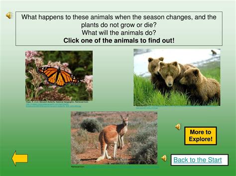 Ppt Seasons Affect Plants And Animals Powerpoint Presentation Free