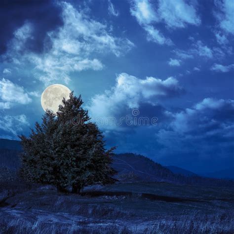 Pine Trees Near Valley In Mountains On Hillside At Night Stock Image