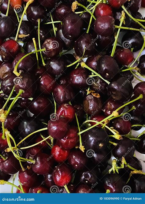 Organic Tasty Dark Red Cherries Stock Photo Image Of Cherries