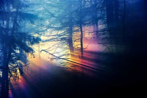 Nature Forest Thick Dark Light Spectrum Rainbow Tree