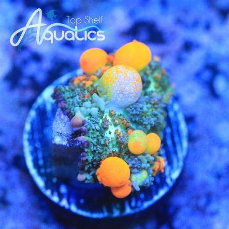 Bounce Mushroom Update Top Shelf Aquatics Nano Reef Community