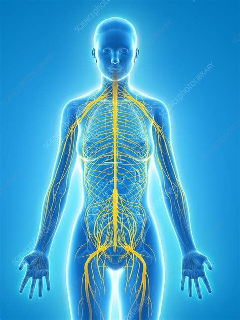 Nervous System Artwork Stock Image F0062850 Science Photo Library