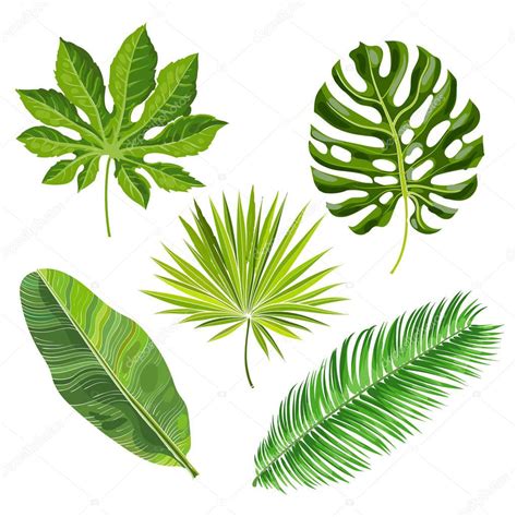 Set of tropical palm leaves, vector illustration — Stock Vector © Sabelskaya #136931508