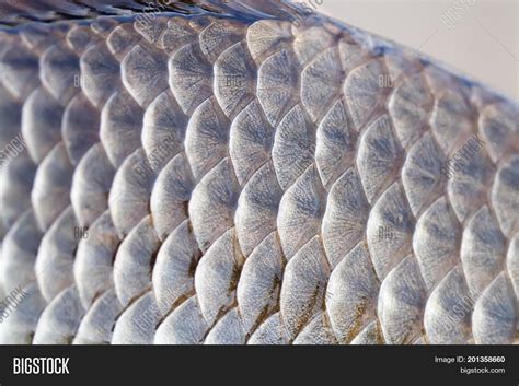 Carassius Fish Skin Image And Photo Free Trial Bigstock