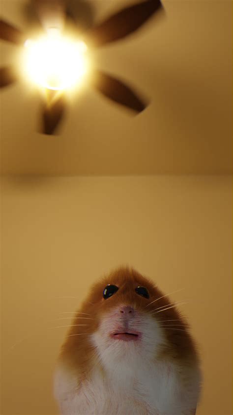 Staring Hamster Hamster Meme Hd Phone Wallpaper Pxfuel