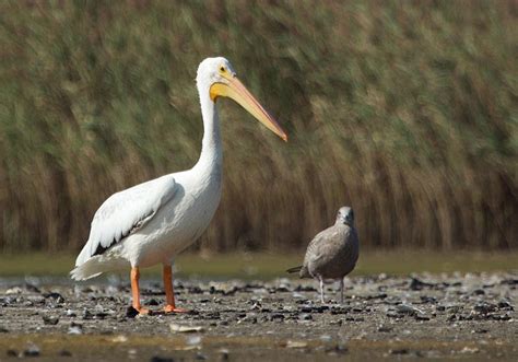 Wild Side The American White Pelican The Marthas Vineyard Times