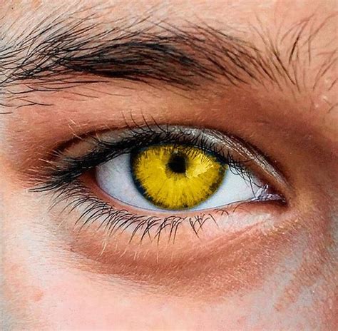 Gold Eyes Aesthetic Eyes Beautiful Eyes Color Yellow Eyes