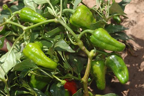 Green Chile Farmers Say Labor Shortage Hurting Harvest Krwg