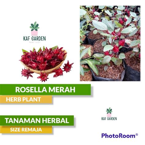 Jual Tanaman Herbal Rosela Bunga Rosella Merah Teh Bunga Rosella Shopee Indonesia