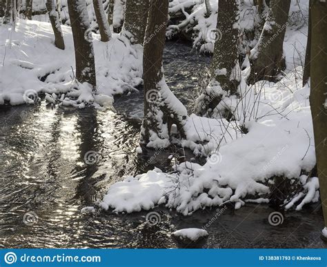 Snow Covered Forest Water Stream Creek With Trees Branches And Stones