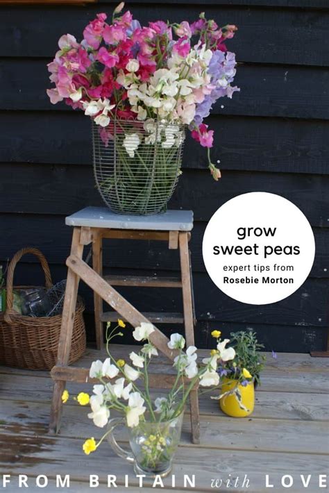 How To Grow Sweet Peas With Rosebie Of The Real Flower Company From