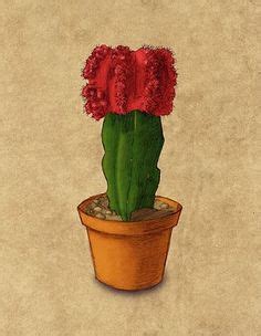 Learn how to graft cacti below in just a few easy steps!have you ever looked at your cactus and thought off with your head!? Red Top Cactus Care | Cacti, Cactus care and Plants