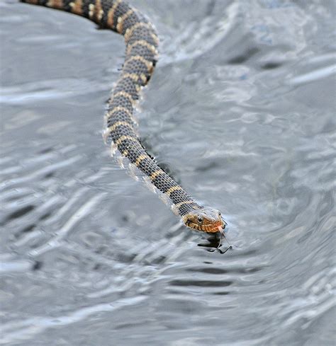 Florida Banded Water Snake Photo Lejun Photos At
