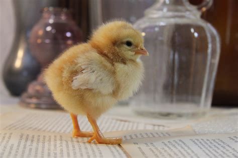 Cute Baby Chick Free Stock Photo Public Domain Pictures