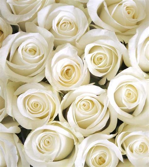 Top 10 Most Beautiful White Roses White Roses White Rose Flower