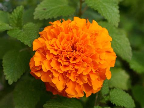 Xs Wallpapers Hd Marigold Flowers Wallpapers