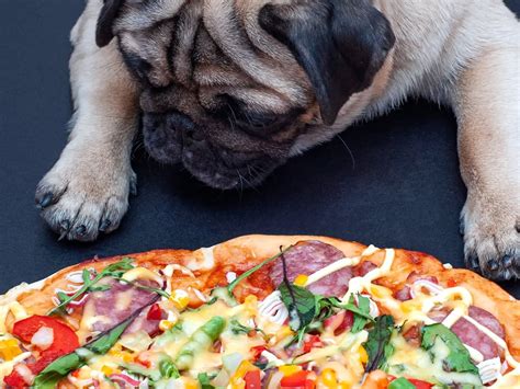 Can Dogs Eat Pizza Is It Safe Spot