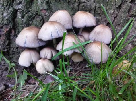 Wisconsin Wild Mushroom Identification All Mushroom Info